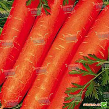 Ройал Форто семена моркови Нантес (Seminis)