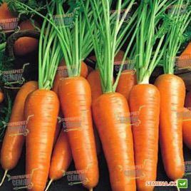 Ройал Шансон семена моркови Шантане (Seminis)