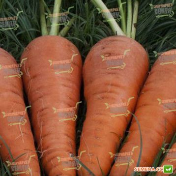 Санта Круз F1 семена моркови Шантане (Seminis)