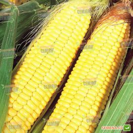Сигнет F1 семена кукурузы суперсладкой (Seminis)