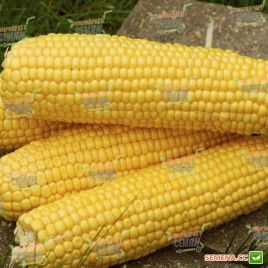 Трофи F1 семена кукурузы суперсладкой (Seminis)