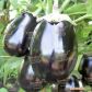 Черный красавец 2 по цене одного семена баклажана (Semenaoptom)