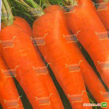 Флакко семена моркови Флакке Италия (Semenaoptom)