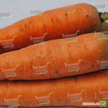 Курода семена моркови Шантане Италия (Semenaoptom)