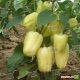 Подарунок Молдови насіння перцю солодкого (Semenaoptom)