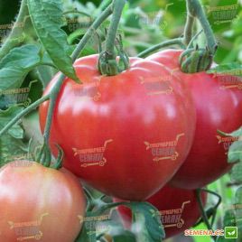 Розовое наслаждение семена томата индет розового (Semenaoptom)