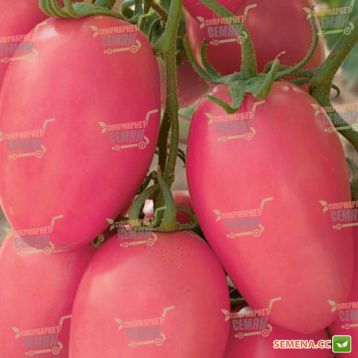 Розовый новичок семена томата дет. розового (Semenaoptom)