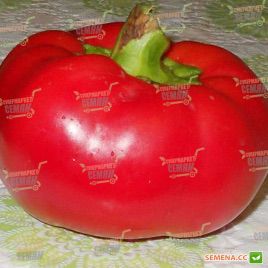 Рубиновый семена перца сладкого среднего 130-138 дн. зел./красн. окр.-припл. (Semenaoptom)