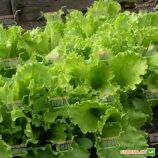 Кучерявець одеський насіння салату листового (Semenaoptom)