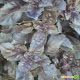 Пурпурный Базилик семена базилика красного (Semenaoptom) 