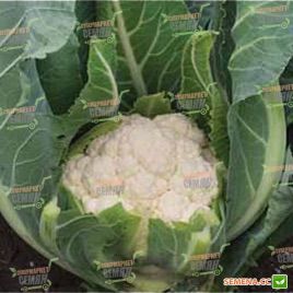 Аламбра F1 семена капусты цветной средней 75-80 дн. 2-3 кг бел. (Syngenta) НЕТ ТОВАРА