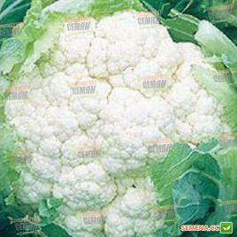 Америго F1 семена капусты цветной средней 80-85 дн. 2-3 кг бел. (Syngenta) НЕТ ТОВАРА