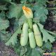 Ангелина F1 семена кабачка раннего 39-43 дн. светло-зеленого (Syngenta)