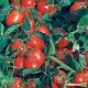 Астерикс F1 семена томата дет. среднего 100-105 дн. слив. 60-80 гр. красный (Syngenta)