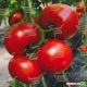 Бодерин F1 семена томата индет. раннего 60-70 дн. окр. 170-180 гр красный (Syngenta)