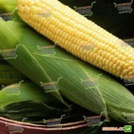 Бостон F1 семена кукурузы суперсладкой (Syngenta)