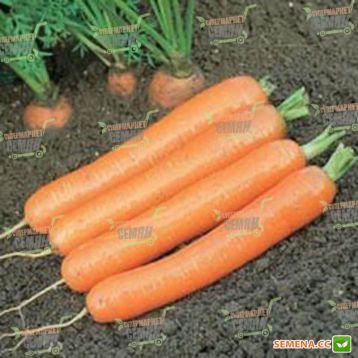 Дордонь F1 семена моркови Нантес (16 + мм) среднеспелой 115-120 дн (Syngenta)