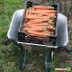 Дордонь F1 семена моркови Нантес средней 115-120 дн. 18-20 см (Syngenta) НЕТ ТОВАРА
