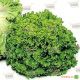 Фанли семена салата тип Батавия раннего 25-28 дн. зел. (Syngenta)