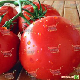 Фантастіна F1 насіння помідора індетермінантного (Syngenta)