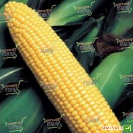 GH 6462 F1 семена кукурузы суперсладкой (Syngenta)
