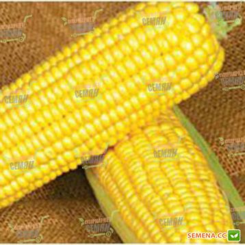 GSS 1453 F1 семена кукурузы суперсладкой (Syngenta)