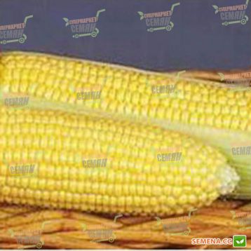 GSS 8529 F1 семена кукурузы суперсладкой (Syngenta)