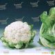 Кортес F1 семена капусты цветной средней 75-80 дн. 2-3 кг бел. (Syngenta) НЕТ ТОВАРА