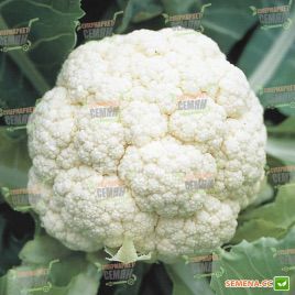 Ливингстон F1 семена капусты цветной ранней 55-60 дн. 1-1,2 кг бел. (Syngenta) НЕТ ТОВАРА
