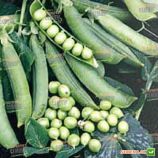 Преладо семена гороха овощного мозгового ультрараннего 58-60 дн. (Syngenta)