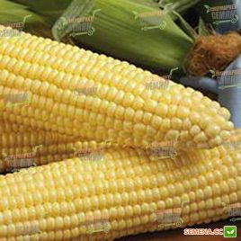 Шайнрок F1 семена кукурузы суперсладкой (Syngenta)