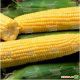 Шайнрок F1 семена кукурузы суперсладкой (Syngenta)