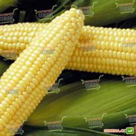 Спіріт F1 насіння кукурудзи солодкої Su ультраранньої 68 дн. до 22 см 14-16 р. (Syngenta)