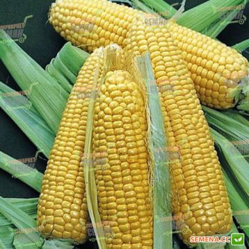 Старшайн F1 семена кукурузы суперсладкой (Syngenta)