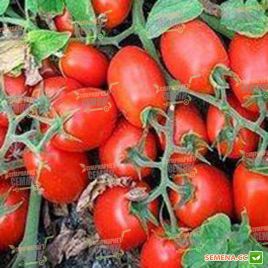 Артікс F1 насіння томату дет. (Syngenta)