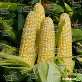 Абегаль F1 семена кукурузы сладкой (Agri Saaten)