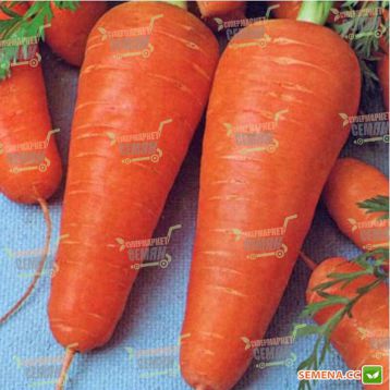 Курода семена моркови (Agri Saaten)