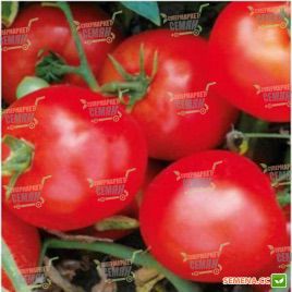 Мартинос F1 семена томата дет. 100-105 дн. 200-220 гр. (Agri Saaten)