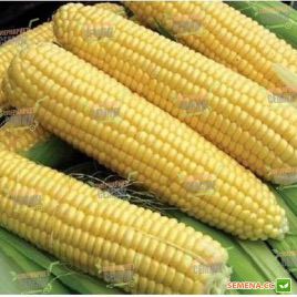 Сириус F1 семена кукурузы суперсладкой (Agri Saaten)