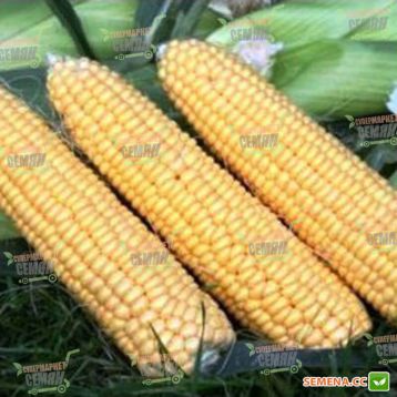 Свит Имидж F1 семена кукурузы суперсладкой (Agri Saaten)