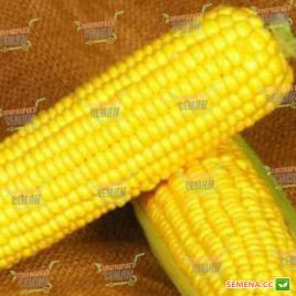 Свит Вондер F1 семена кукурузы суперсладкой (Agri Saaten)