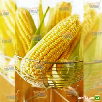 Вондерленд F1 семена кукурузы суперсладкой (Agri Saaten)