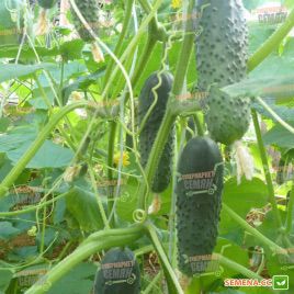 Аня F1(СМ 5341 F1, SM 5341 F1) семена огурца корнишона партенокарп. раннего 40-45 дн. 8-11 см (Semo)