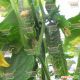 Афина F1 семена огурца корнишона партенокарп. ультрараннего 38-40 дн. 10-12 см (Nunhems) НЕТ ТОВАРА