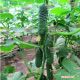 Барвина F1 семена огурца корнишона партенокарп. раннего 40-45 дн. 10-12 см (Nunhems)