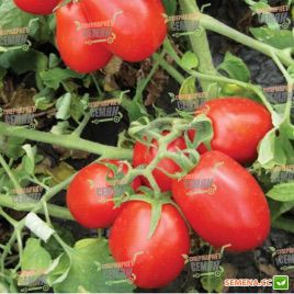 Дельфо F1 насіння томата дет. середнього слив. (Bayer Nunhems)