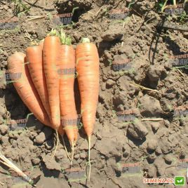 Колтан F1 насіння моркви Нантес (1,4-1,6) (Bayer Nunhems)