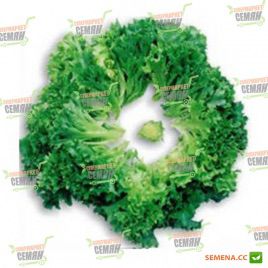 Мульти насіння салату тип Листовий (Bayer Nunhems)