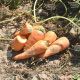 Ред Кор насіння моркви Шантане (Bayer Nunhems)