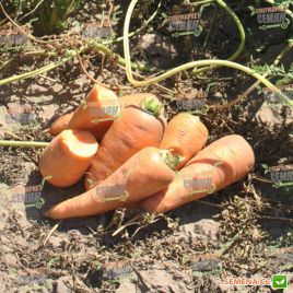 Ред Кор семена моркови Шантане (Bayer Nunhems)